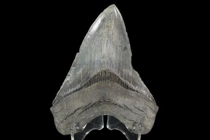 Serrated, Fossil Megalodon Tooth #70780